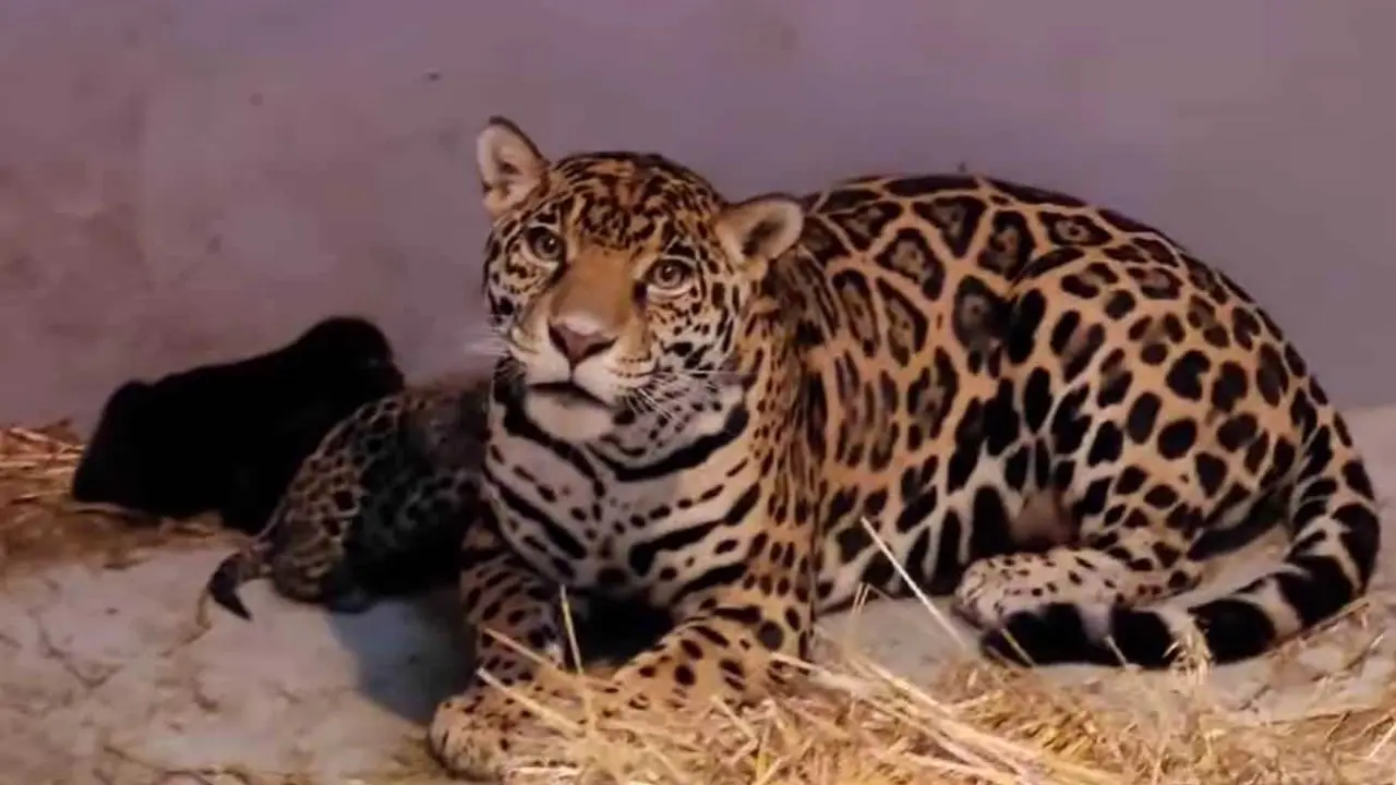Tres jaguares; los nuevos habitantes del Zoológico de Chapultepec.