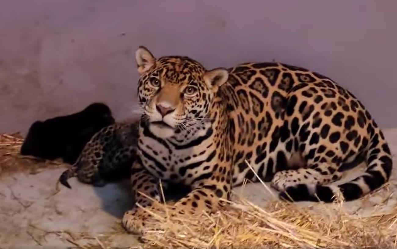 Tres jaguares; los nuevos habitantes del Zoológico de Chapultepec.