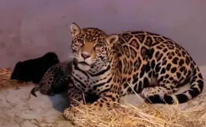 Tres jaguares; los nuevos habitantes del Zoológico de Chapultepec