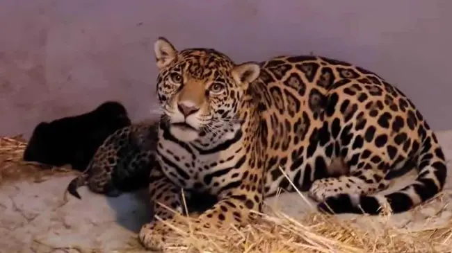 Tres jaguares; los nuevos habitantes del Zoológico de Chapultepec.