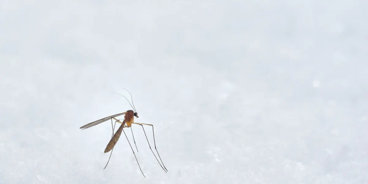 Mosco Aedes Aegypti.