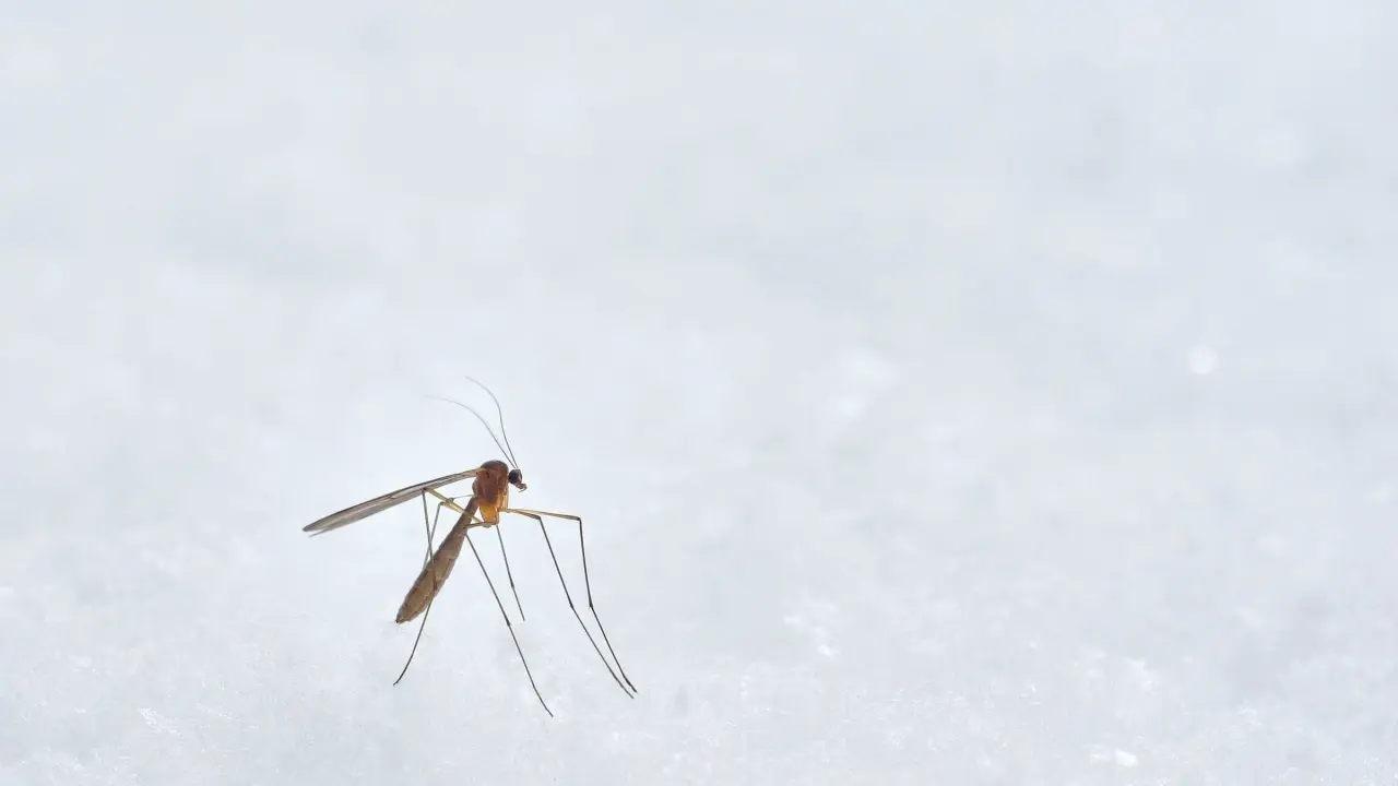 Mosco Aedes Aegypti.