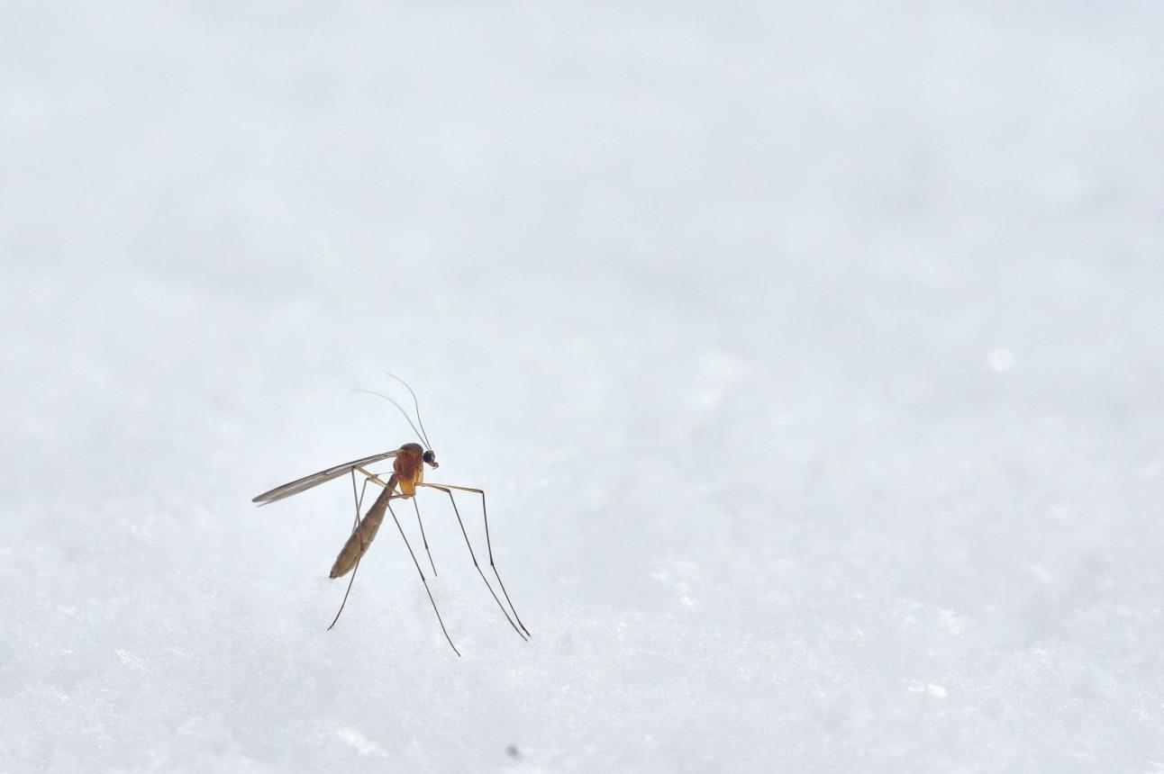 Mosco Aedes Aegypti.