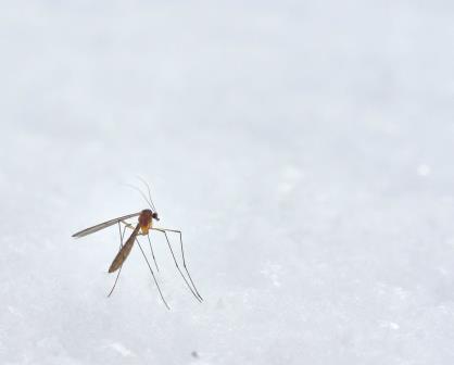 ¿Cómo saber si tengo dengue? Estos son  sus síntomas
