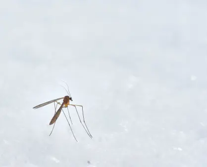 ¿Cómo saber si tengo dengue? Estos son  sus síntomas