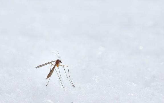 ¿Cómo saber si tengo dengue? Estos son  sus síntomas