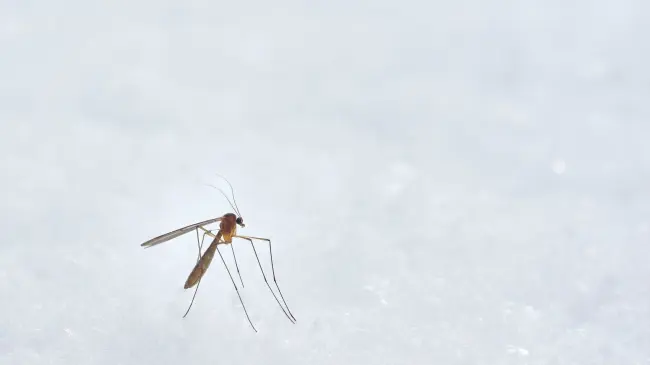 Mosco Aedes Aegypti.