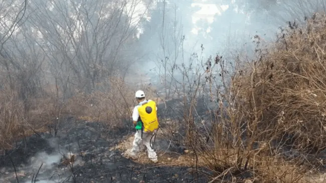 Piden estar alertas y evitar incendios forestales en Sinaloa