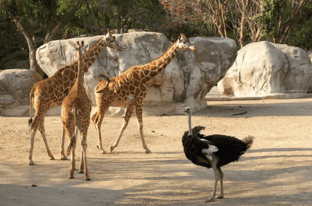 Zoológico de Chapultepec