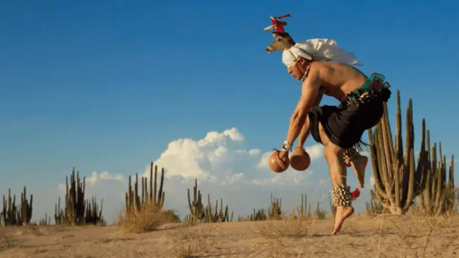 Danza del Venado de Sonora y Sinaloa. Foto David Figueroa Ortega