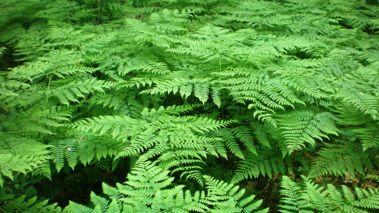 El helecho es una planta milenaria, descúbrela en Jardín Botánico Culiacán. Foto Wikipedia