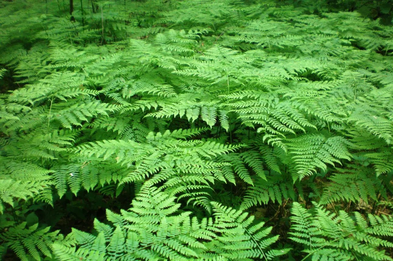 El helecho es una planta milenaria, descúbrela en Jardín Botánico Culiacán. Foto Wikipedia