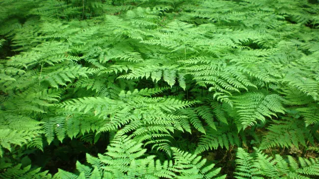 El helecho es una planta milenaria, descúbrela en Jardín Botánico Culiacán. Foto Wikipedia