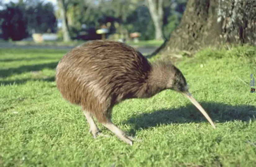 kiwi