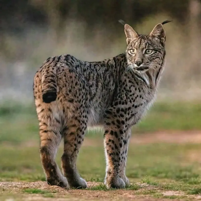 lince