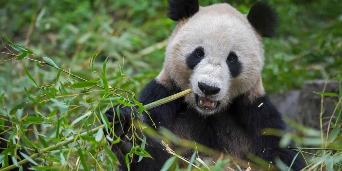 Panda gigante, fuera de peligro de extinción. Foto National Geographic