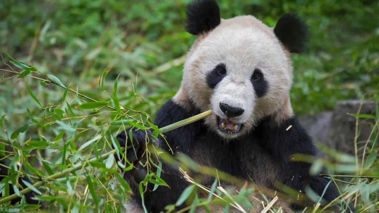 Panda gigante, fuera de peligro de extinción. Foto National Geographic