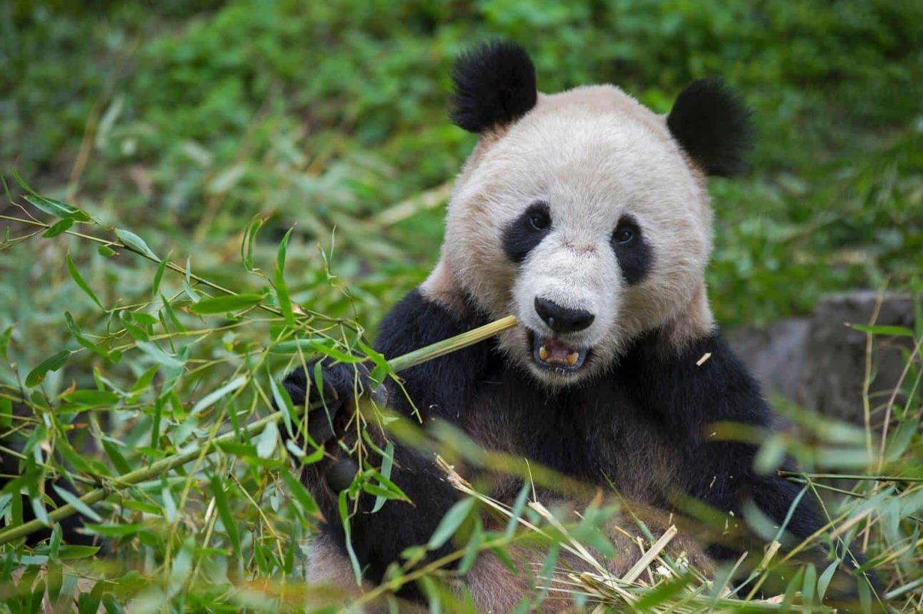 Panda gigante, fuera de peligro de extinción. Foto National Geographic