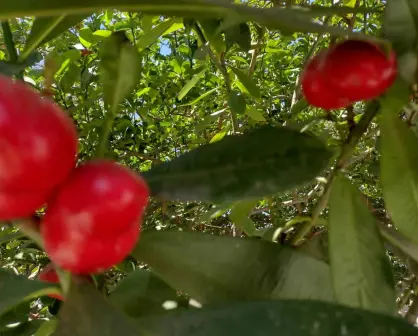 ¿Ya conoces la planta de "huevos de obispo" de Barrancos?