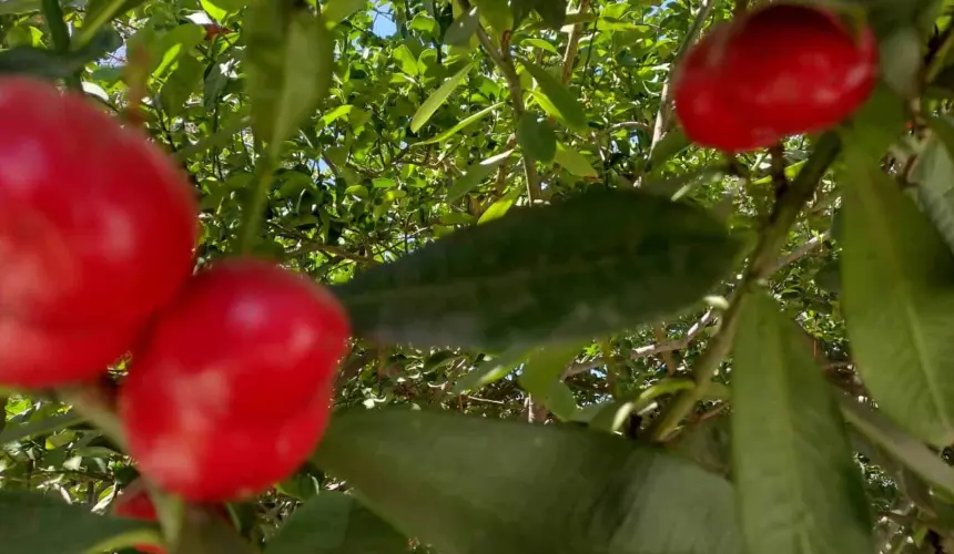 Los Huevos de Obispo es una planta ornamental muy peculiar y se encuentra en Barrancos.