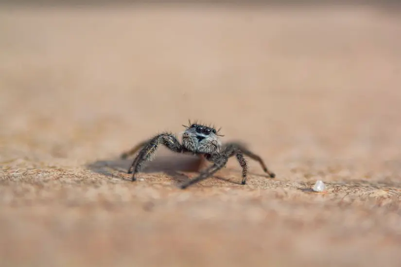 Araña violinista