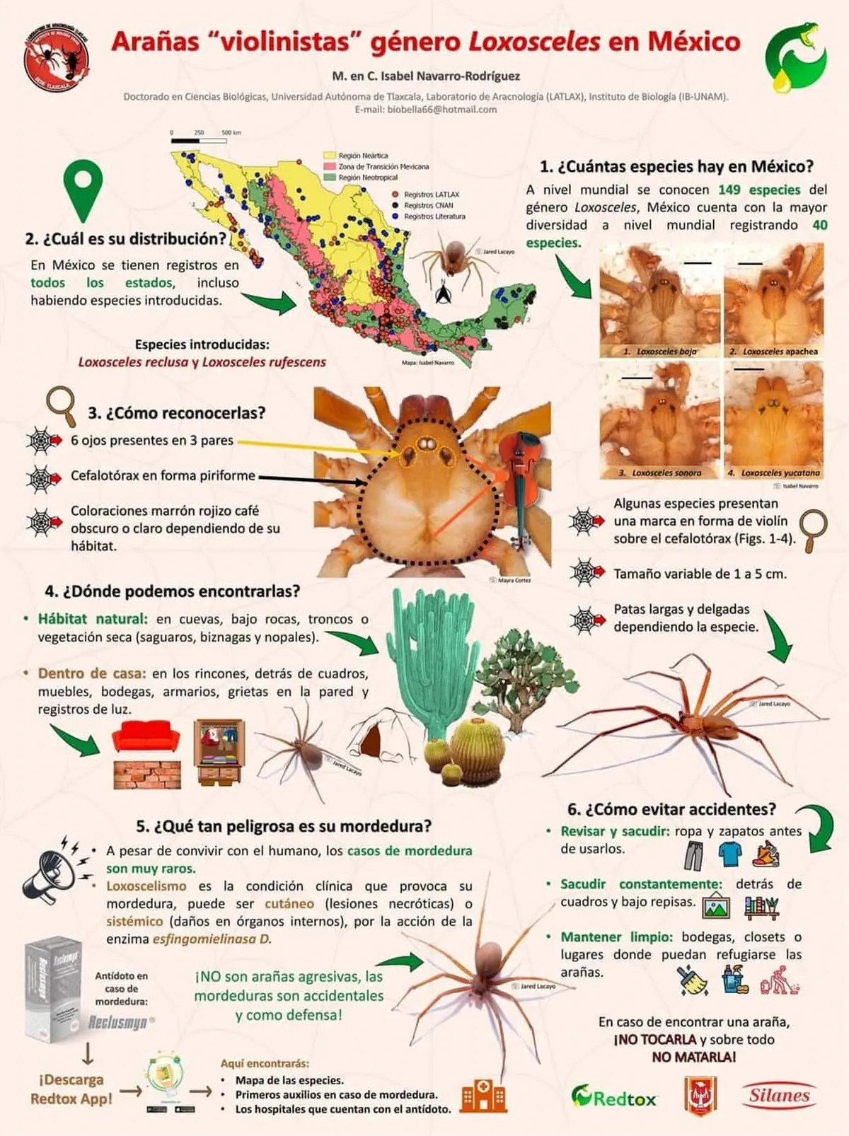 Araña violinista infografía