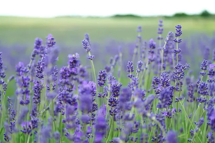 Planta de lavanda aleja a las arañas violinistas de tu hogar.