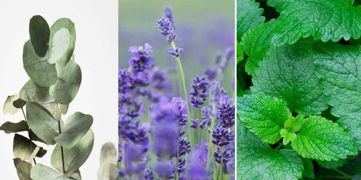 Eucalipto, lavanda y menta, algunas de las plantas que alejan a las arañas violinistas de tu hogar.