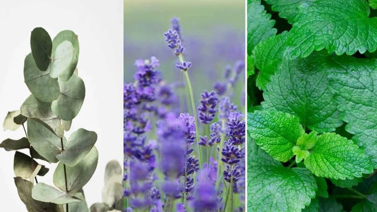 Eucalipto, lavanda y menta, algunas de las plantas que alejan a las arañas violinistas de tu hogar.