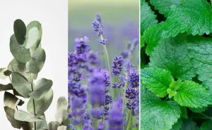 Plantas que ahuyentan a la araña violinista de tu hogar, según la UNAM