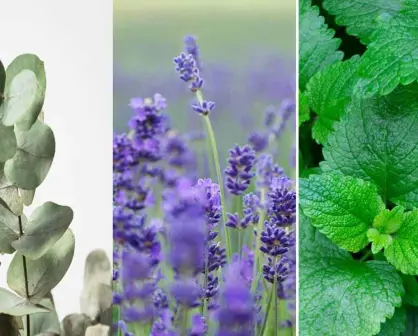 Plantas que ahuyentan a la araña violinista de tu hogar, según la UNAM