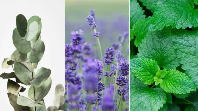 Eucalipto, lavanda y menta, algunas de las plantas que alejan a las arañas violinistas de tu hogar.