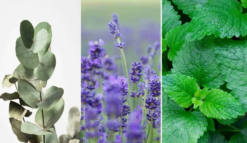 Eucalipto, lavanda y menta, algunas de las plantas que alejan a las arañas violinistas de tu hogar.