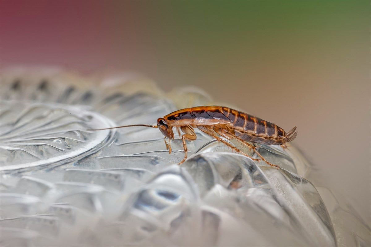 Existen distintas especies de cucarachas | Imagen: Erik Karits