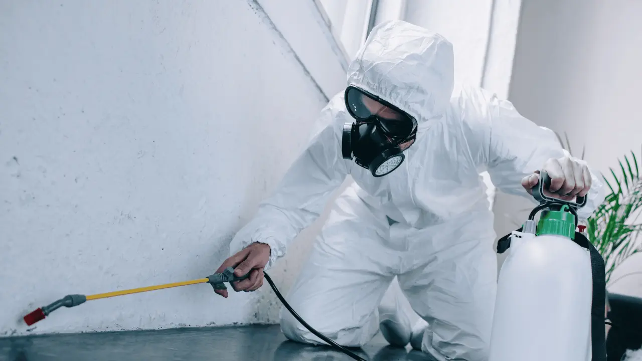 La fumigación en el hogar debe de cumplir con diferentes normas de seguridad | Imagen cortesía