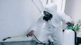 Fumigación de plagas de cucarachas: ¿Cuánto cuesta y cómo prevenirlo?