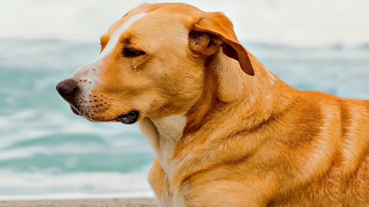 De qué trata Vaguito la película que volvió locos a todos en Perú.