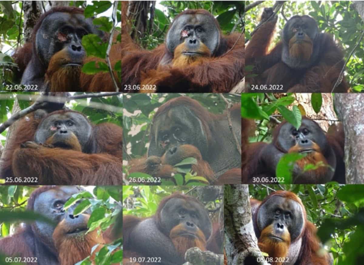 orangutan-lesión