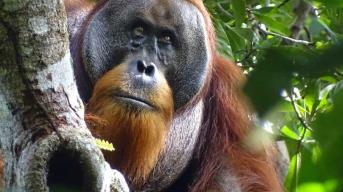 Científicos graban por primera vez a orangután curándose una herida con una planta medicinal