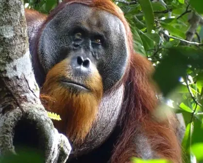 Científicos graban por primera vez a orangután curándose una herida con una planta medicinal