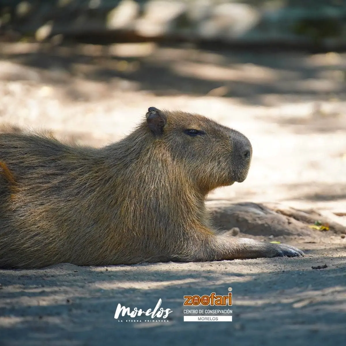 ¿Qué animales hay en el Zoofari? Foto FB Zoofari