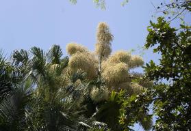 Ya floreció la palma talipot del Jardín Botánico en Culiacán, la única en México
