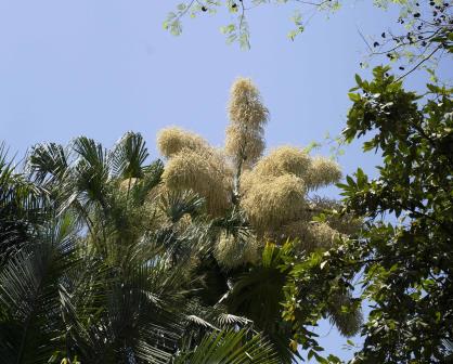 Ya floreció la palma talipot del Jardín Botánico en Culiacán, la única en México