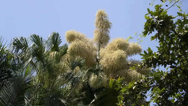 Palma Talipot.
