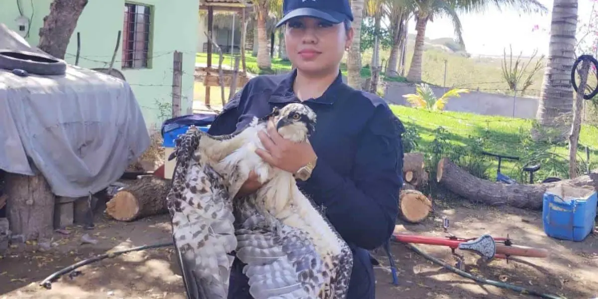 El águila pescadora que fue auxiliada en Guasave, fue entregada a las autoridades. Foto: Cortesía