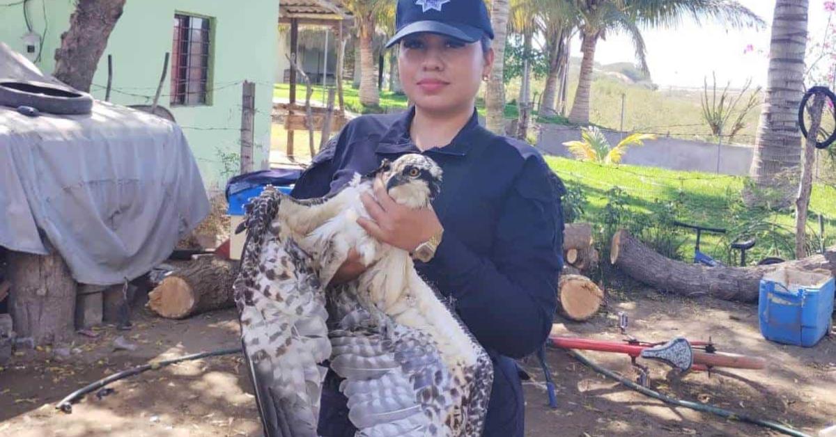 Vecino de La Pitahaya rescata a una águila que estaba atrapada en un poste en Guasave