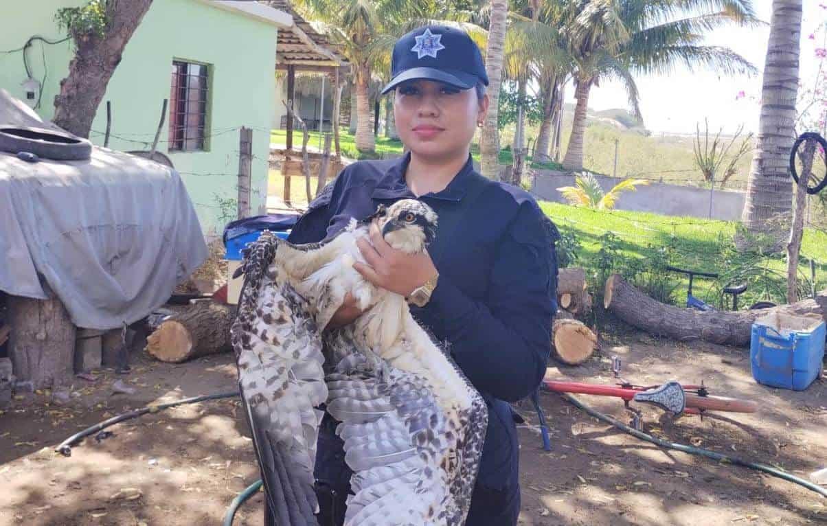 El águila pescadora que fue auxiliada en Guasave, fue entregada a las autoridades. Foto: Cortesía