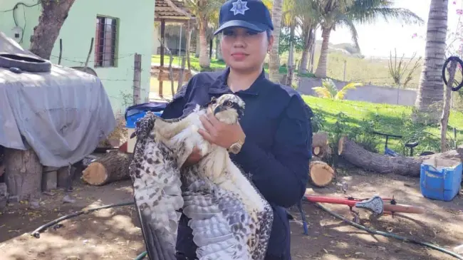 El águila pescadora que fue auxiliada en Guasave, fue entregada a las autoridades. Foto: Cortesía