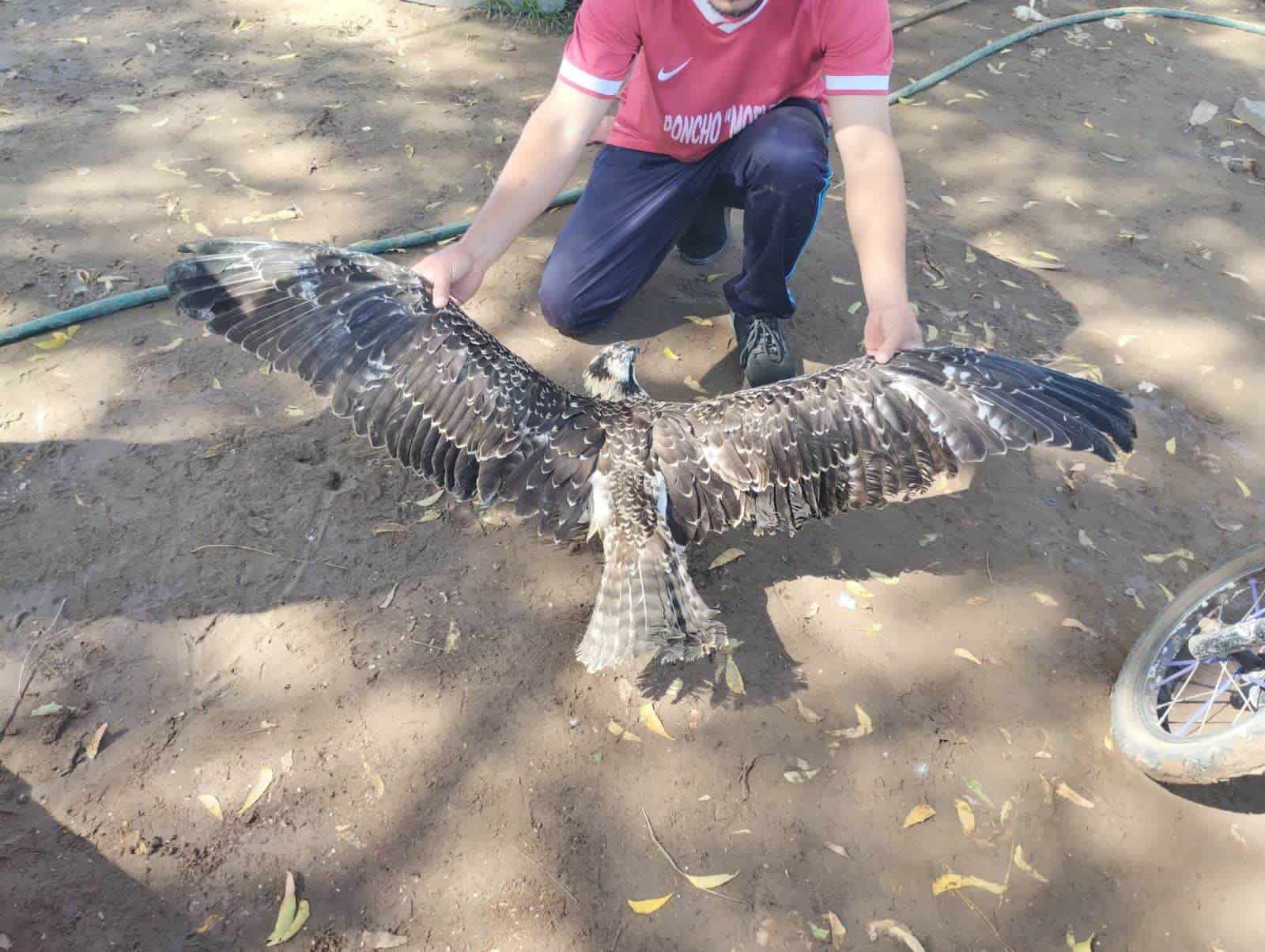  águila pescadora fue rescatada en Guasave
