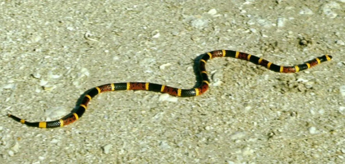 Cómo identificar coralillos venenosos